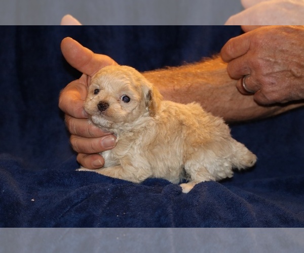 Medium Photo #9 Poodle (Toy) Puppy For Sale in DYERSBURG, TN, USA