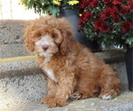 Small #4 Cavapoo
