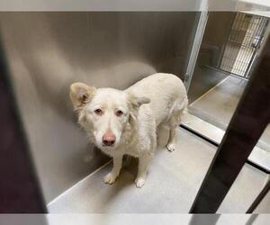 Siberian Husky-Unknown Mix Dogs for adoption in Modesto, CA, USA