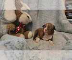 Small Photo #9 Boston Terrier Puppy For Sale in SALINA, KS, USA