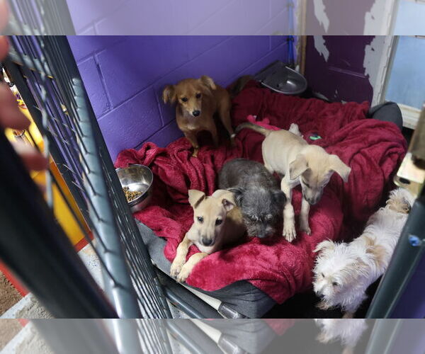 Medium Photo #22 Huskies -Labrador Retriever Mix Puppy For Sale in Sebec, ME, USA