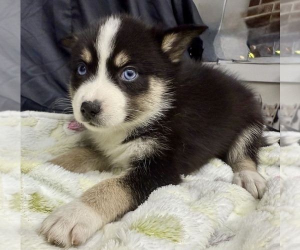 Medium Photo #3 Pomsky-Shiba Inu Mix Puppy For Sale in NASHUA, NH, USA