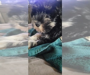 Schnauzer (Miniature) Puppy for sale in SACRAMENTO, CA, USA