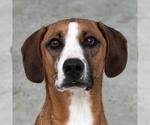 Small #4 Beagle-Redbone Coonhound Mix