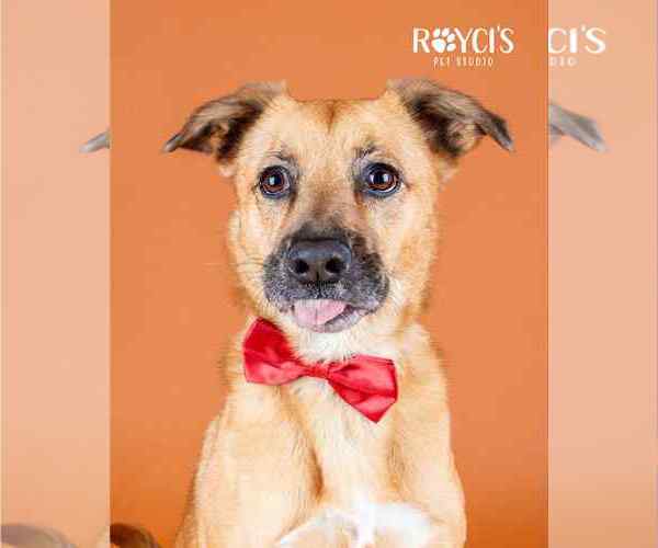 Medium Photo #16 Mutt Puppy For Sale in Sandy, UT, USA