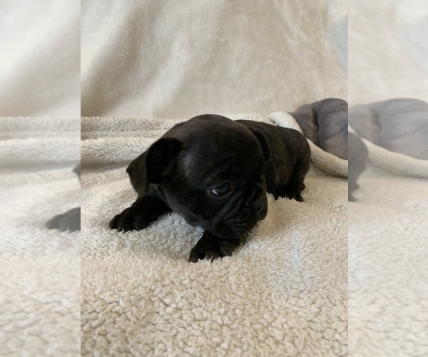 Medium Photo #6 French Bulldog Puppy For Sale in JOHNS ISLAND, SC, USA