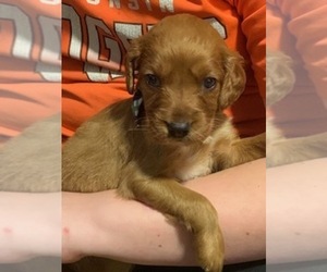 Irish Setter Puppy for sale in GILMAN, WI, USA