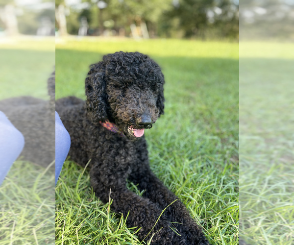 Medium Photo #1 Labradoodle Puppy For Sale in AGRICOLA, MS, USA