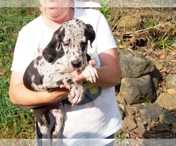 Medium Photo #15 Great Dane Puppy For Sale in SPRAGGS, PA, USA