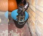 Small Photo #20 Belgian Malinois Puppy For Sale in HOUSTON, TX, USA