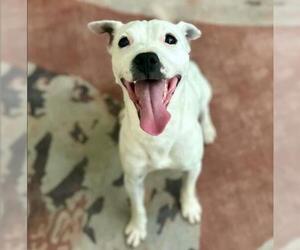 Mutt Dogs for adoption in Riverside, CA, USA