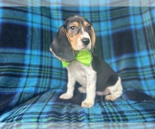 Medium Photo #10 Beagle Puppy For Sale in LAKELAND, FL, USA