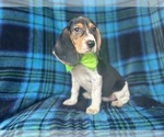 Small #9 Beagle