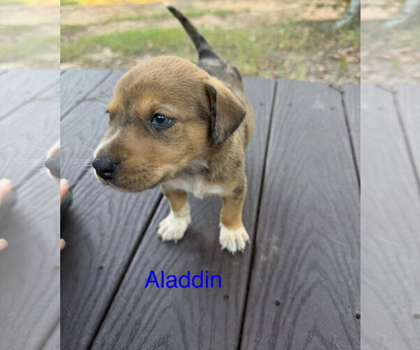 Medium Photo #1 Labrador Retriever-Unknown Mix Puppy For Sale in The Woodlands, TX, USA