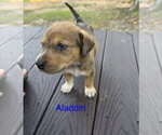 Aladdin - Male Labrador Retriever-Unknown Mix Dog for Adoption - Small photo