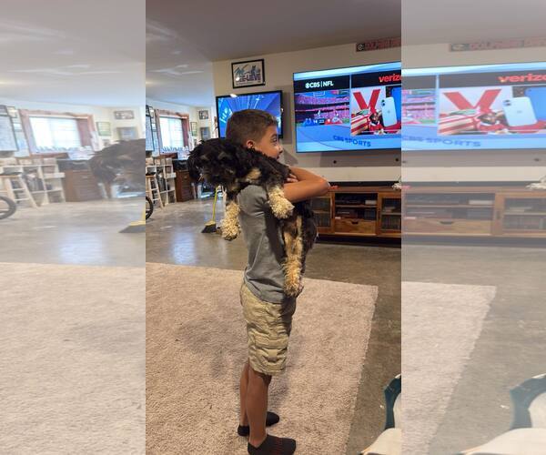 Medium Photo #5 Shih Tzu-Unknown Mix Puppy For Sale in Arlington, VA, USA