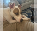 Small Photo #7 Parson Russell Terrier-Unknown Mix Puppy For Sale in Calhoun, GA, USA