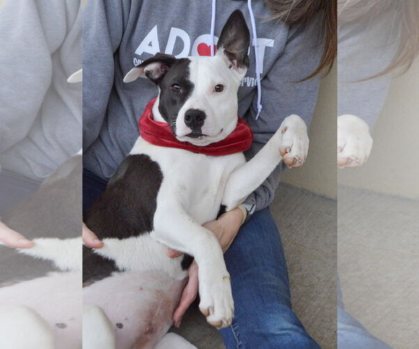 Medium Photo #1 Mutt Puppy For Sale in McKinney, TX, USA