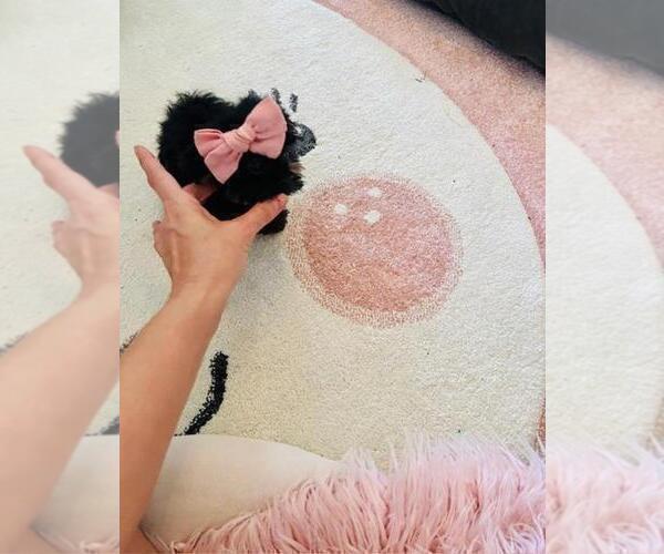 Medium Photo #9 Yorkshire Terrier Puppy For Sale in SAINT PETERSBURG, FL, USA