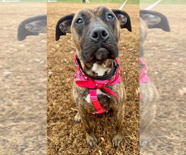 Medium Photo #3 American Staffordshire Terrier Puppy For Sale in Lawrenceville, NJ, USA