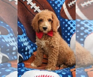 Cocker Spaniel-Poodle (Miniature) Mix Puppy for sale in NEW HOLLAND, PA, USA