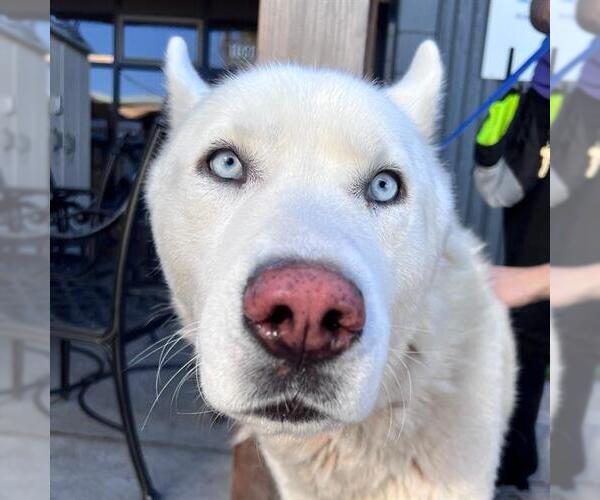 Medium Photo #1 Siberian Husky Puppy For Sale in Alameda, CA, USA