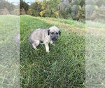 Litter of 3 - Female Irish WolfhoundLitter of Puppies for Sale - Photo #2