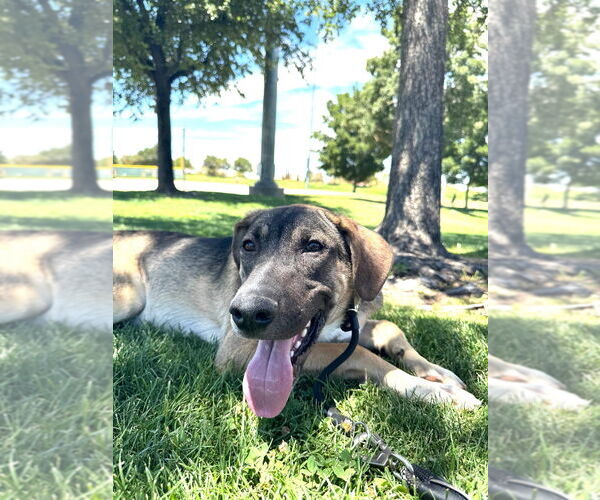 Medium Photo #22 Mutt Puppy For Sale in Lake Forest, CA, USA