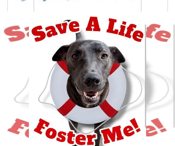 Medium Photo #3 Australian Kelpie Puppy For Sale in Westminster, MD, USA