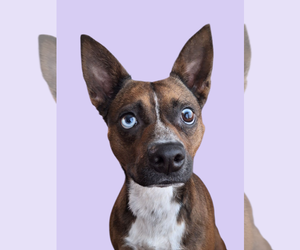 Medium Photo #8 Brat Puppy For Sale in The Woodlands, TX, USA