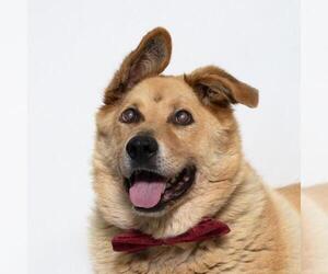 German Shepherd Dog-Unknown Mix Dogs for adoption in Santa Maria, CA, USA