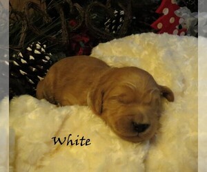 Goldendoodle Puppy for sale in PERRYSVILLE, OH, USA