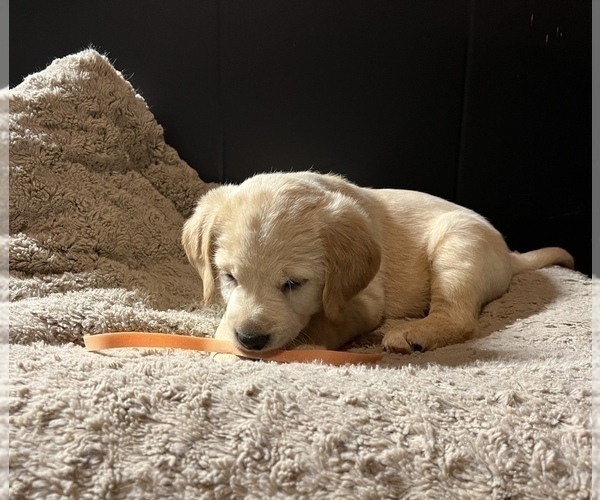 Medium Photo #8 Labradoodle Puppy For Sale in COBB, WI, USA