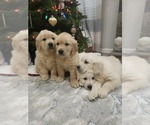 Small #4 English Cream Golden Retriever