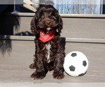 Small Photo #9 Cockapoo Puppy For Sale in MILLERSBURG, OH, USA