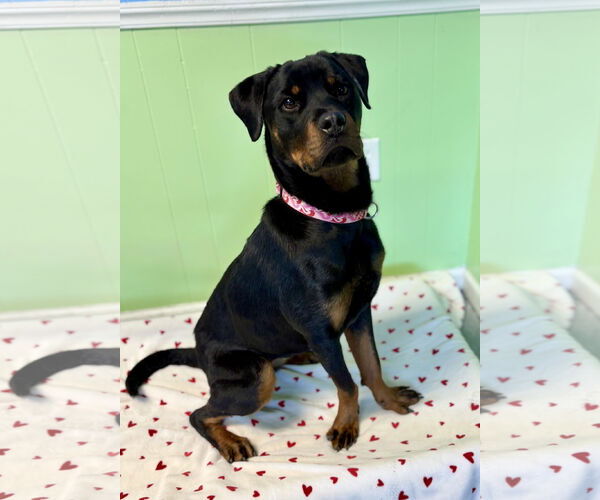 Medium Photo #1 Rottweiler-Unknown Mix Puppy For Sale in Spring Lake, NJ, USA