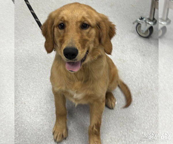 Medium Photo #3 Golden Retriever-Unknown Mix Puppy For Sale in Washington, DC, USA