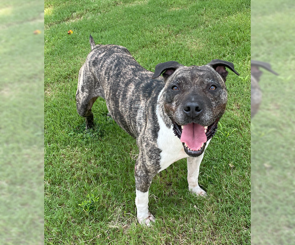 Medium Photo #4 Mastiff-Staffordshire Bull Terrier Mix Puppy For Sale in Decatur, GA, USA