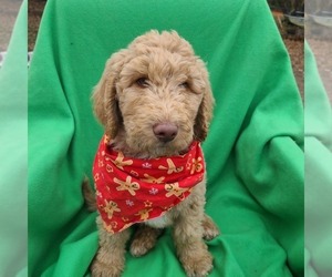 Labradoodle-Poodle (Standard) Mix Puppy for sale in JEFFERSON CTY, MO, USA