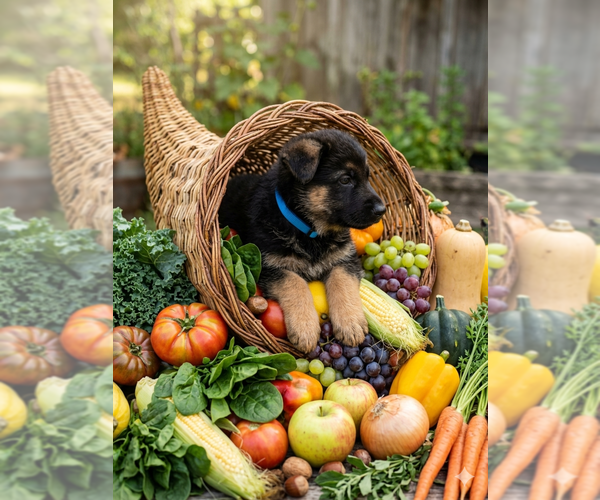 Medium Photo #2 German Shepherd Dog Puppy For Sale in FORDLAND, MO, USA