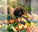 Small #1 German Shepherd Dog