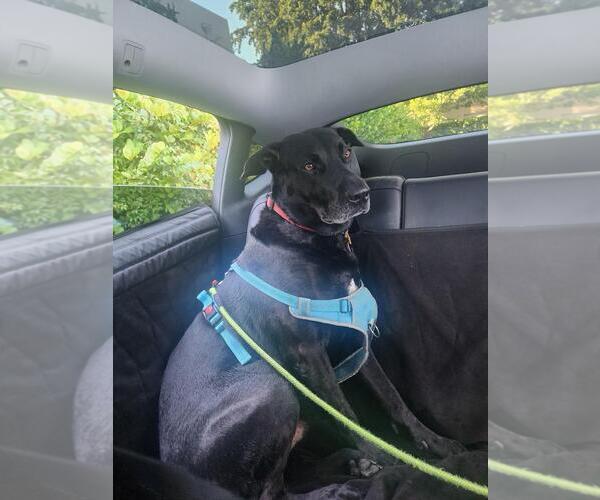 Medium Photo #2 Great Dane-Labrador Retriever Mix Puppy For Sale in Miami, FL, USA