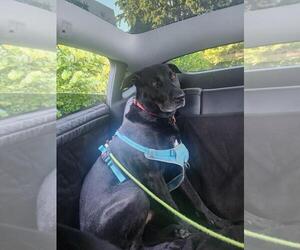 COURTESY POST: Duke - Male Great Dane-Labrador Retriever Mix Dog for Adoption - Photo #2