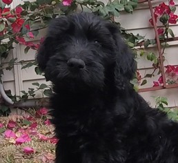 Double Doodle Puppy for sale in SARASOTA, FL, USA