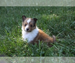 Shetland Sheepdog Puppy for sale in KINGSPORT, TN, USA