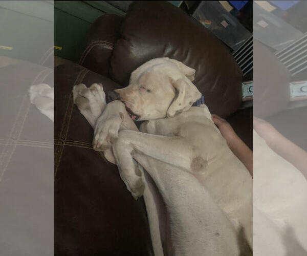 Medium Photo #2 Bulldog-Staffordshire Bull Terrier Mix Puppy For Sale in Chandler, AZ, USA