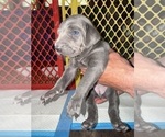 Puppy Cookie Weimaraner