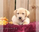 Ribbons - Female Labrador Retriever Puppy for Sale - Photo #2