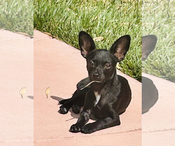 Medium Photo #2 Chiweenie Puppy For Sale in San Jose, CA, USA