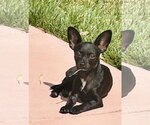 Small #1 Chiweenie